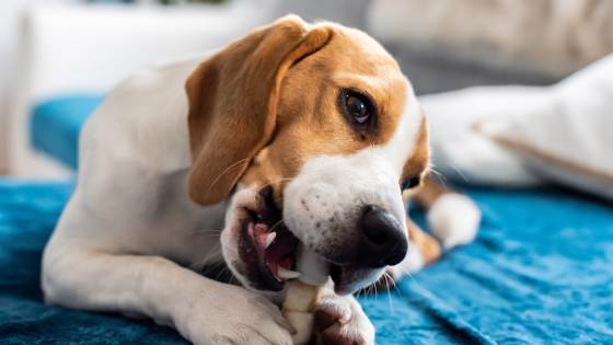 You may love your pets, but not all home buyers will. Here's what to do if you're listing your home and have pets.